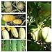 Foto Beliebte Gurkensamen, 5 Arten,50 Samen, getrennt verpackt von unserer ungarischen Farm samenfest, nur natürliche Dünger, KEINE Pesztizide, ECHT NUR VON mediterranpiac