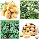 Shoopy Star 200 pz semi di patate bonsai decorazione DELICIOUS semi di ortaggi verdi OMG fai da te pla foto, miglior prezzo  nuovo 2024