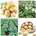 foto Shoopy Star 200 pz semi di patate bonsai decorazione DELICIOUS semi di ortaggi verdi OMG fai da te pla