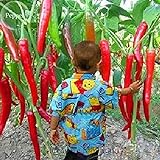 Giant spezie rare peperoncino piccante Red Pepper, 10 semi, verdure calde TS234T commestibili foto, miglior prezzo EUR 1,29 nuovo 2024