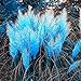 Foto Moresave 1000 Stücke Blau Pampas Grassamen Seltene Cortaderia Selloana Blumensamen Mehrjährig Ziergarten Pflanzen