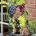 Foto Go Garden 50 semillas/paquete, semilla de uva, semilla de fruta, tierna y jugosa Vitis vinifera perenne Ã¡rbol frutal plantas de maceta