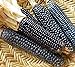 foto Go Garden 10 - Semi: Rio Grande Blu Corn Seeds - varietÃ  di mais blu dal Rio Grande Pueblos