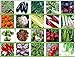 foto PLAT firm-SEMI Viridis Hortus - 20 confezioni dei semi di verdure - pomodoro, sedano, porro, pisello, senape nera Zest, carote, cicoria, Rapa ecc