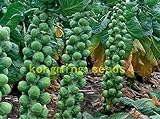 200 semi di cavolo Pak Choi NON OGM Brassica pekinensis Piante semi di verdure per giardino di casa foto, miglior prezzo EUR 10,99 nuovo 2024