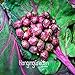 Foto la semilla de berenjena púrpura 200PC. semillas de plantas hortícolas verde natural. Sencillo establecimiento del jardín