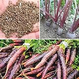 Rosepoem 500pcs drago viola carota Semi Heirloom fai da te giardino Semi orticoltura foto, miglior prezzo EUR 8,99 nuovo 2024
