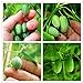 foto 100 PCS rari semi Thumb semi di anguria Bonsai Piante mini anguria Semi per la casa e il giardino non OGM semi commestibili di frutta