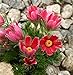 foto Semi di fiore di Pasqua rossa - Anemone pulsatilla