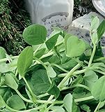 Germogli di pisello di zucchero - la parte piu gustosa della pianta - Baby Leaf - semi foto, miglior prezzo EUR 2,62 nuovo 2024