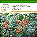 Foto SAFLAX - Tomate de árbol - 50 semillas - Con sustrato - Cyphomandra betacea