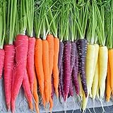 300pcs carota Semi 100% del seme reale Delicious dolce e semi di ortaggi sani carota giardino della casa Impianto misto libero foto, miglior prezzo EUR 10,99 nuovo 2024