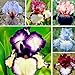 Foto 50 Stück Exotisch Blumensamen winterhart mehrjährig Beetstaude mit unvergleichlichem Duft