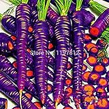 300PCS / bag Drago viola di semi di carota ginseng anti-aging nutriente Bonsai piante Semi per la casa e il giardino foto, miglior prezzo EUR 10,99 nuovo 2024