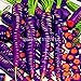 foto 300PCS / bag Drago viola di semi di carota ginseng anti-aging nutriente Bonsai piante Semi per la casa e il giardino