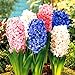 foto 300 pz/borsa semi di Giacinto Perenne semi di fiori rari (non bulbo di giacinto) Holland fiore idroponica per la casa e giardino