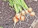 Foto Farmerly 400 + Parisian 5,1 cm runde Karotte, organisch, Nicht GVO-Samen, Gourmet Garden/Container
