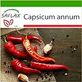 SAFLAX - Peperoncino di Cayenna - 20 semi - Con substrato - Capsicum annum foto, miglior prezzo EUR 4,45 nuovo 2024