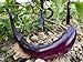 Foto Aubergine, Eierpflanze 'Italian long purple' 10 Samen