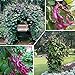 Foto Plantree 10 piezas de semillas de vid jacinto de frijol jacinto al aire libre plantas en flor So6H