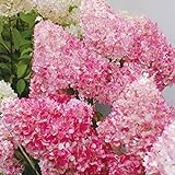 20pcs / semi Beauty Bag Fragola Ortensia fiori per il giardino domestico Seminare foto, miglior prezzo EUR 1,33 nuovo 2024