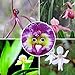 foto Ncient 100 Semi Sementi di Orchidea Faccia di Bebè Orchid Perennial Flower Semi di Fiori Rari Piante Profumati per Orto Giardino Balcone Interni ed Esterni Decorazione della Finestra