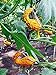 Foto Portal Cool Semillas de calabaza 8 semillas Golden Swan Melon Cucurbita Ornamental Vegetable Seeds B018