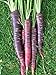 Foto Shoopy Star 250+ Samen: Karottensamen: Cosmic Purple Carrots Fresh SeedÂ