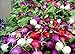 foto Shoopy Star 100 ravanello semi arcobaleno di verdure per la casa giardino NO-OGM