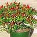 Foto Hot Verkauf. Heirloom 50/lot Thai Sun Hot Pfeffer Capsicum Pfeffer Ornament Chili Samen Bonsai Pflanze Mini Hot Pepper Samen