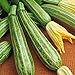 foto Zucchino lungo Fiorentino (Semente)
