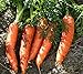 Foto Farmerly 400+ Little Finger Karottensamen, organisch, frei gepolniert, Beste Verkostung