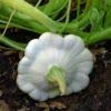 Ufo Zucchini Weiß 10 Samen Foto, bester Preis 2,29 € neu 2024