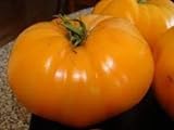 30 semillas de desayuno hoja de papa de Kellogg - Tomates Orange Foto, mejor precio 17,40 € nuevo 2024