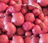 Seed Potatoes for Planting Red Norland Seed Potatoes 10 lbs. Photo, best price $39.97 ($0.50 / Ounce) new 2024