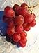 Photo Elwyn 10 Authentic Ruby Roman Grapes Fruit Seeds