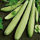Las semillas de pepino armenio Yard largas (Cucumis melo var. Flexuosus) 30 + 120 + (Semillas) Foto, mejor precio 9,78 € nuevo 2024