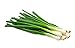 Photo Scallion Bunching Onion Seeds, 250+ Evergreen Hardy White, Heirloom, Non-GMO, Allium fistulosum