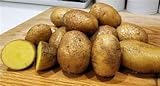Simply Seed - 15 Piece Potato Seed - Naturally Grown - German Butterballs - Non GMO - Spring Planting Photo, best price $11.99 new 2024