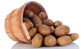 Simply Seed - Russet - Naturally Grown Seed Potatoes - 5 LBS - Ready for Springl Planting Photo, best price $12.59 ($0.16 / Ounce) new 2024
