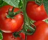 Tomaten Samen Tomaten Saat Saatgut Tomaten Tomatensamen Tomatensamen (IDEAL) Foto, bester Preis 3,00 € neu 2024