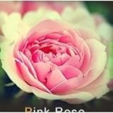Lot de 20 Graine Rose Rosier ROSE Photo, meilleur prix 5,00 € nouveau 2024