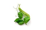 Pea Seeds for Planting - Sprouting - Microgreens - Oregon Sugar Pod II - About 100 Vegetable Seeds! Photo, best price $6.99 new 2024
