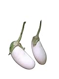AUBERGINE Weiß 10 Samen (Selten) -Sorte Casper- Foto, bester Preis 1,49 € neu 2024