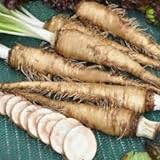Genipap 20 Semillas de hortalizas de rábano picante ruso Blanco. Foto, mejor precio 14,99 € nuevo 2024