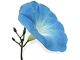 15 graines Fleurs - IPOMEE géante bleu d'azur H. 5 Mètres - Ipomoea Photo, meilleur prix 2,18 € (0,15 € / unité) nouveau 2024