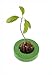 Foto R&R SHOP Avocado Germinator - Maceta flotante para germinación de aguacate, kit de cultivo de semillas, plástico de maíz 100% reciclable y compostable (Verde)