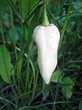 Bhut Jolokia, White Ghost Chili Pepper, World's Hottest Pepper, Capsicum Chinense (Seeds) (10 Seeds) Photo, best price $7.59 ($0.76 / Count) new 2024