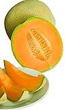 Burpee Hale's Best Jumbo Cantaloupe Melon Seeds 200 seeds Photo, best price $6.20 new 2024