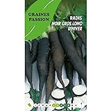 Graines Passion sachet de graines Radis noir gros long d'hiver Photo, meilleur prix 5,50 € nouveau 2024